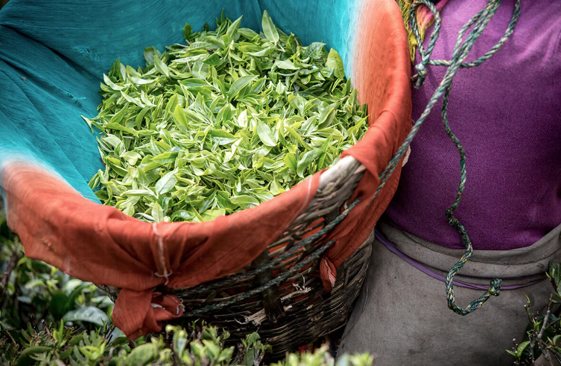 Bringing Back The Original Flavors – Organic Darjeeling Tea – Okayti Tea Estate