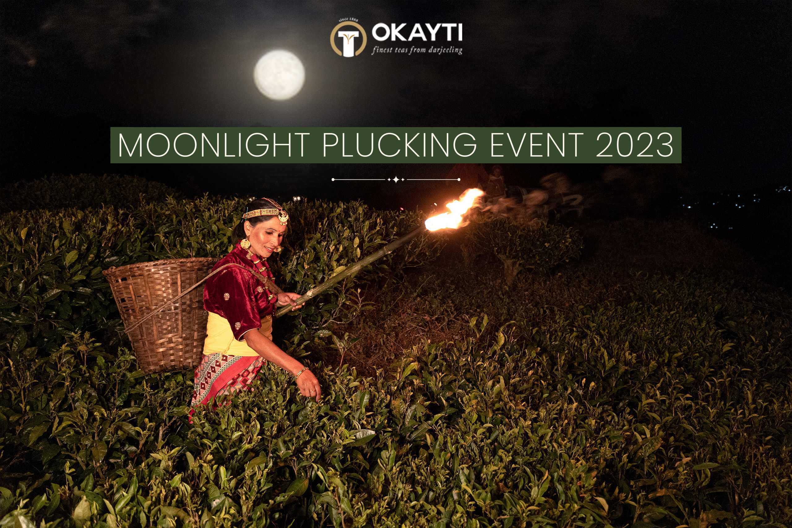 Glowing Elegance of Okayti Moonlight Tea Plucking 2023